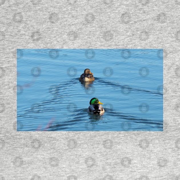 Male and Female Mallard Swimming by BackyardBirder